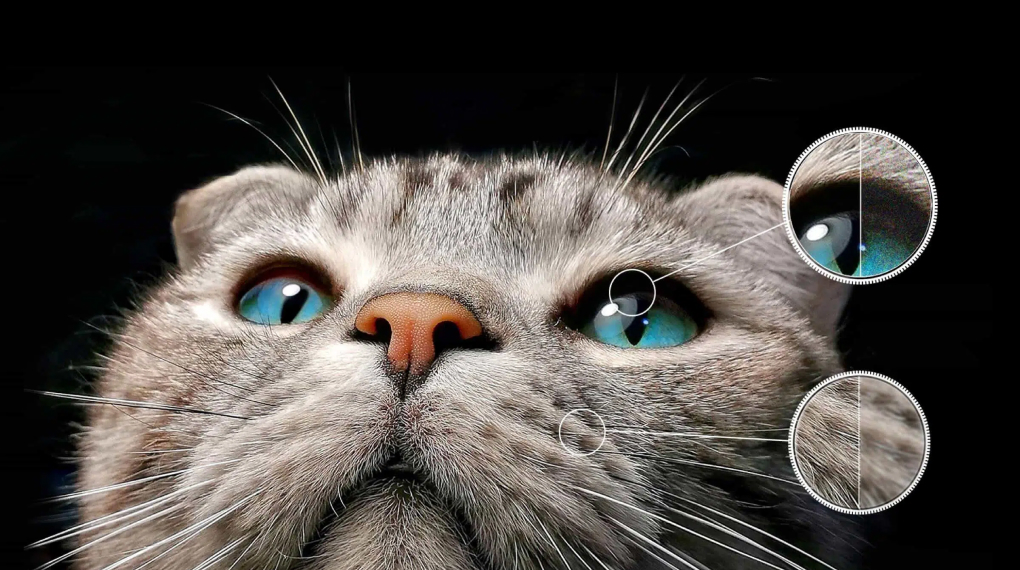 Google TV QD-Mini LED TCL 4K 75C755 - Ai-Clarity